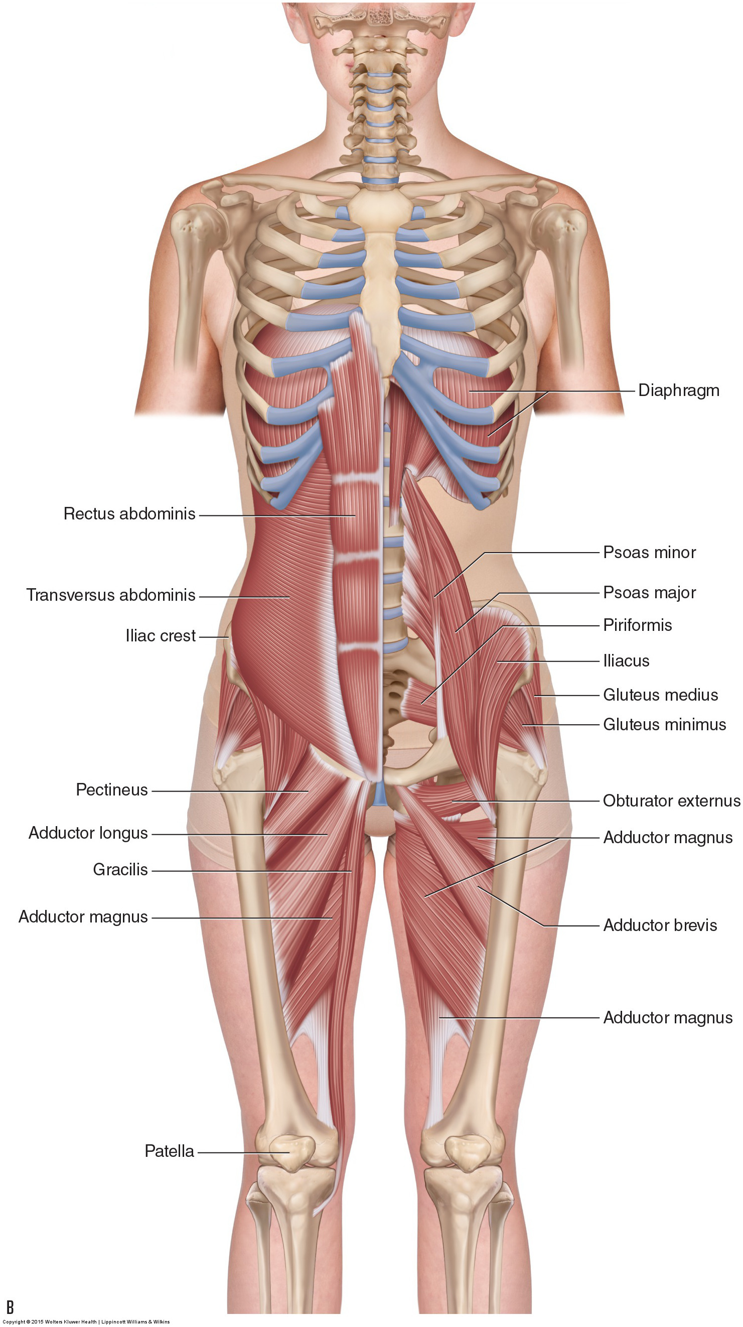 : Anterior view. The adductor group is composed of the adductors longus, brevis, and magnus, as well as the pectineus and gracilis muscles. Permission: Joseph E. Muscolino. Manual Therapy for the Low Back and Pelvis (2015).