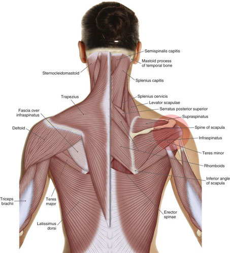 Frozen shoulder involves the rotator cuff musculature. Permission: Joseph E. Muscolino, The Muscle and Bone Palpation Manual (2016), Elsevier.