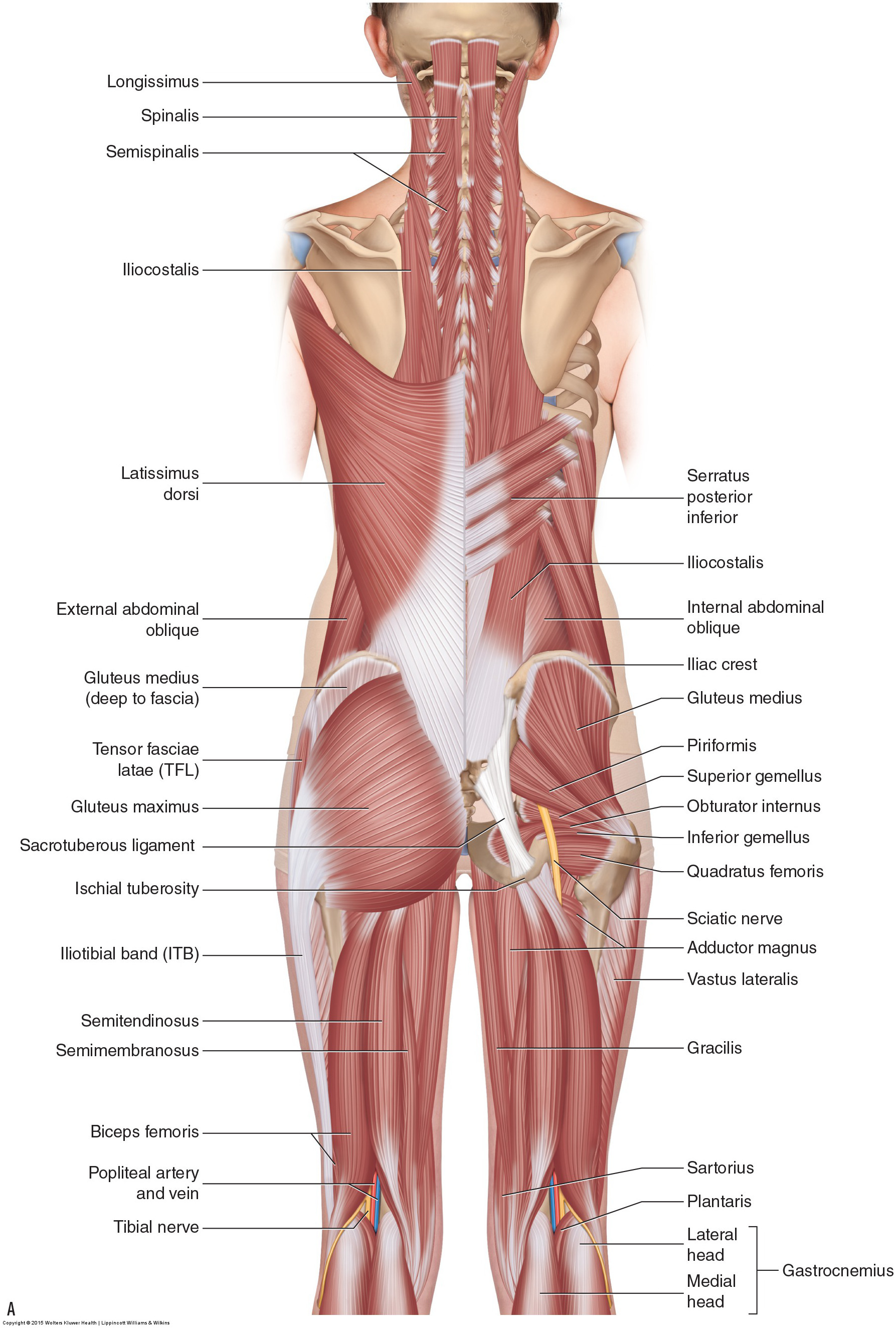 The hamstrings are composed of the semitendinosus, semimembranosus, and the biceps femoris muscles. Permission: Joseph E. Muscolino. Manual Therapy for the Low Back and Pelvis (2015).