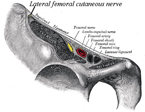 The lateral femoral cutaneous nerve enters the thigh between the ASIS and the iliacus, deep to the sartorius and tensor fasciae latae.