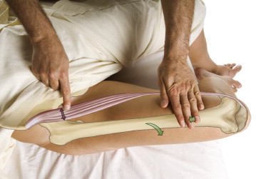 Palpation of the sartorius muscle. The thigh is laterally rotated at the hip joint and then flexed against resistance. Permission: Joseph E. Muscolino. The Muscle and Bone Palpation Manual (2016), (Elsevier).