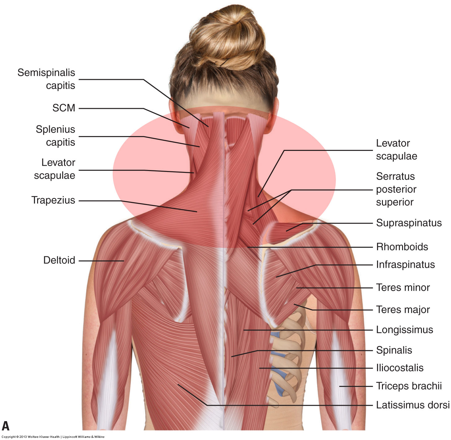Posterior view of the muscles of the neck. Permission: Joseph E. Muscolino. Advanced Treatment Techniques for the Manual Therapist: Neck (2013).