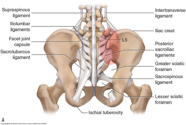 The sacroiliac joint is a common area for dysfunction. Permission: Joseph E. Muscolino. Manual Therapy for the Low Back and Pelvis (2015).