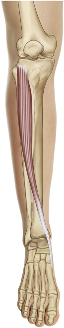 Anterior shin splints involves the tibialis anterior muscle. Permission: Joseph E. Muscolino. The Muscle and Bone Palpation Manual (Elsevier), 2016.