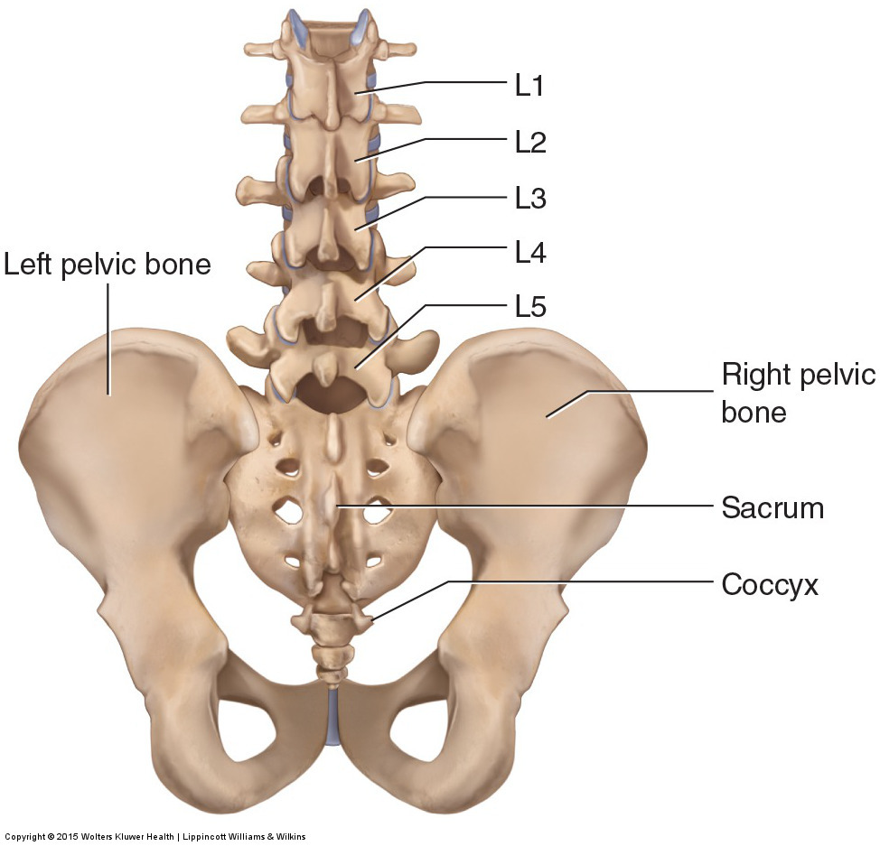 Posterior view of the lumbar spine. Permission: Joseph E. Muscolino. Manual Therapy for the Low Back and Pelvis (2015).