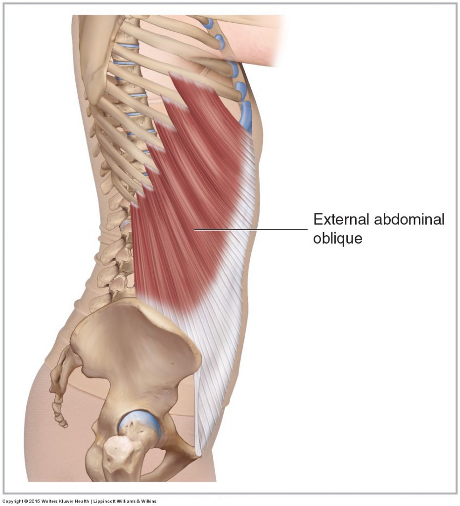 External Oblique Muscle Anatomy