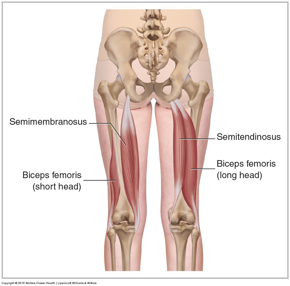Hamstring Group - Learn Muscles
