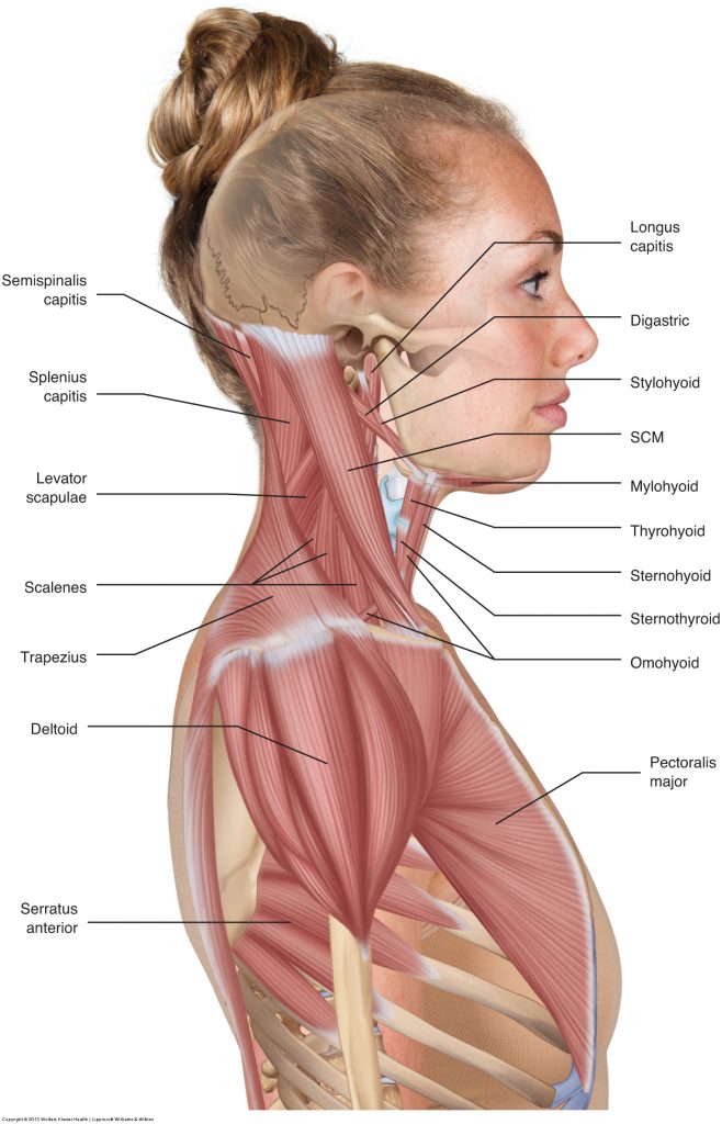 Muscles of the Neck and Trunk - Learn Muscles
