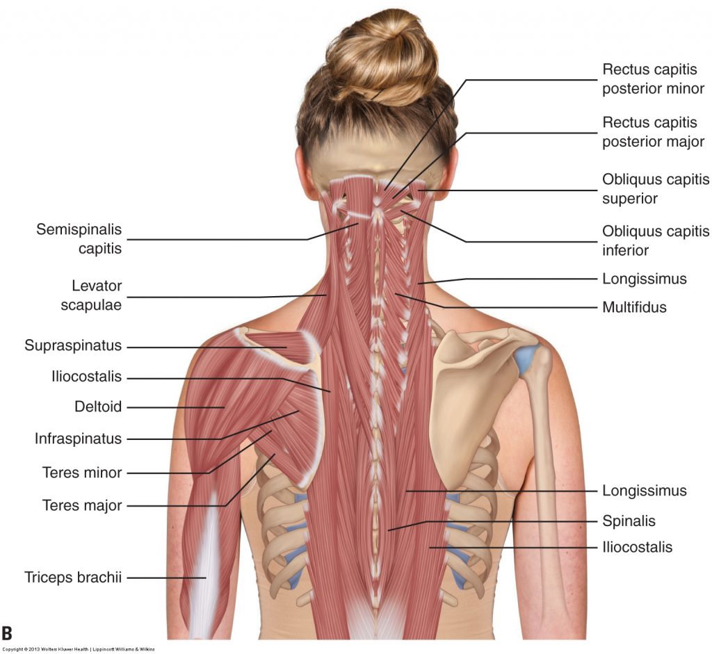 Muscles Of The Neck And Trunk Learn Muscles