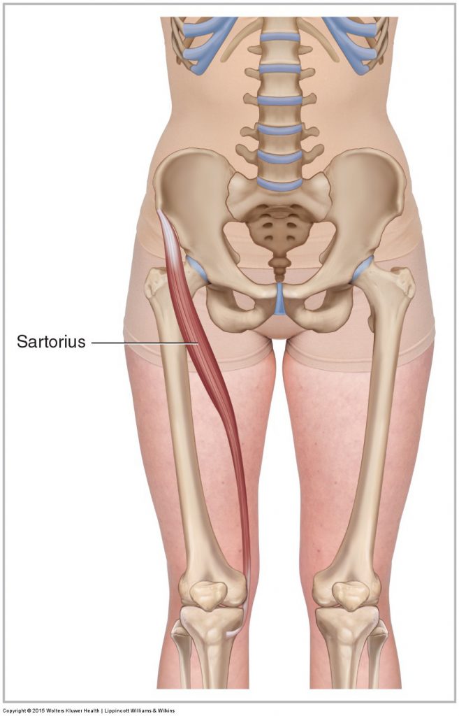 Sartorius - Learn Muscles
