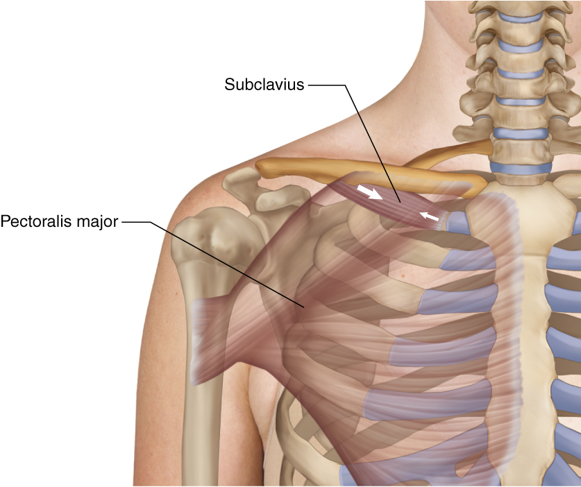 Subclavius Learn Muscles 