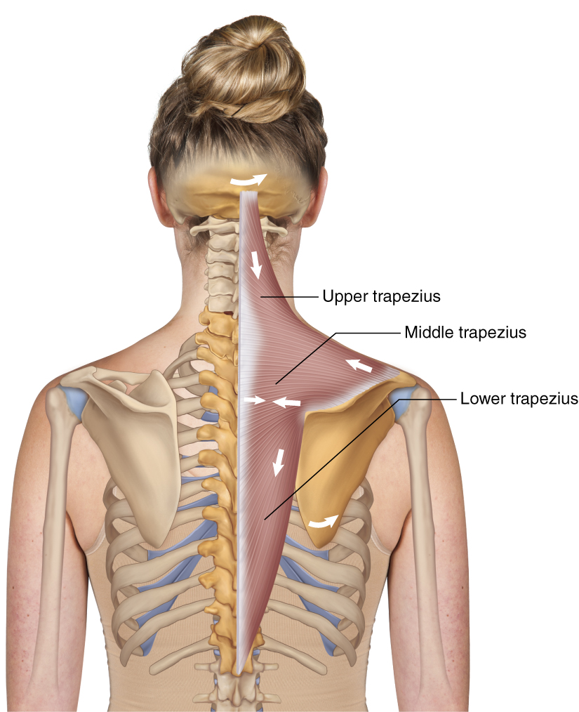 Trapezius - Learn Muscles