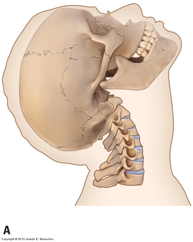Axial and nonaxial ranges of motion of the Cervical Spine
