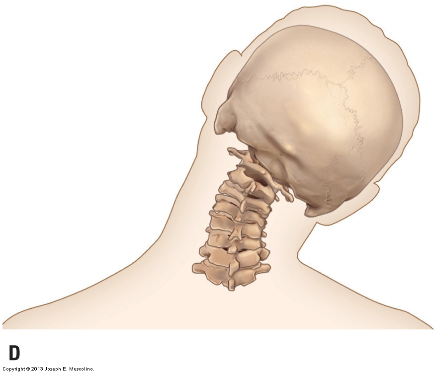 Right lateral flexion of the cervical spine