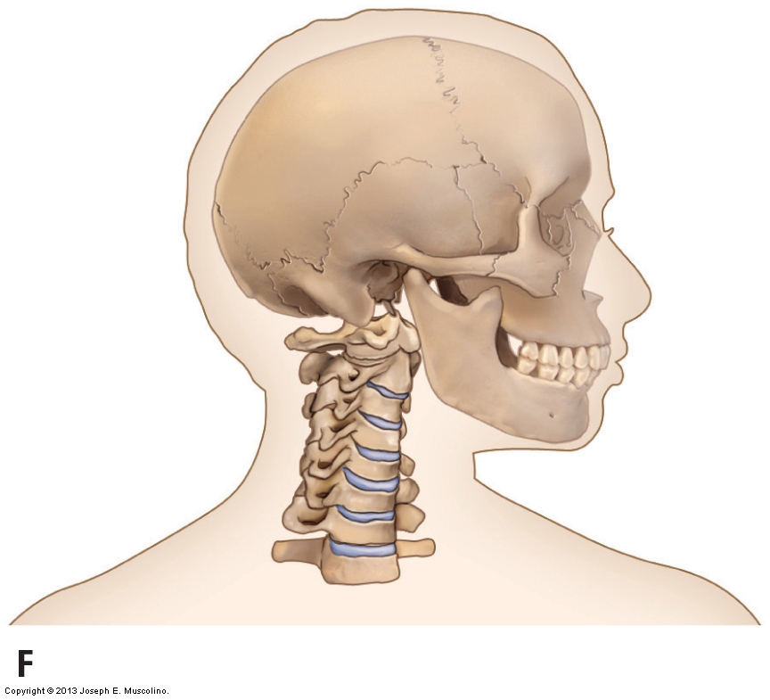 Axial And Nonaxial Ranges Of Motion Of The Cervical Spine