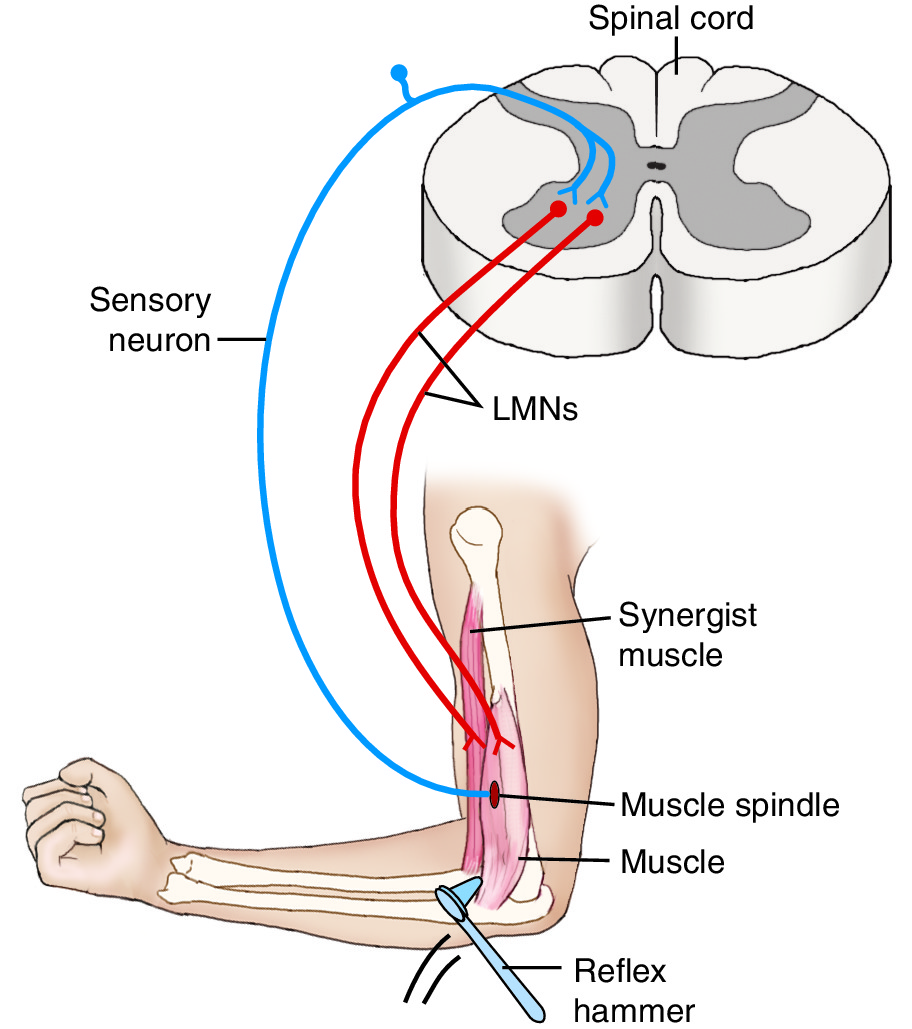 Muscle Spindle Reflex