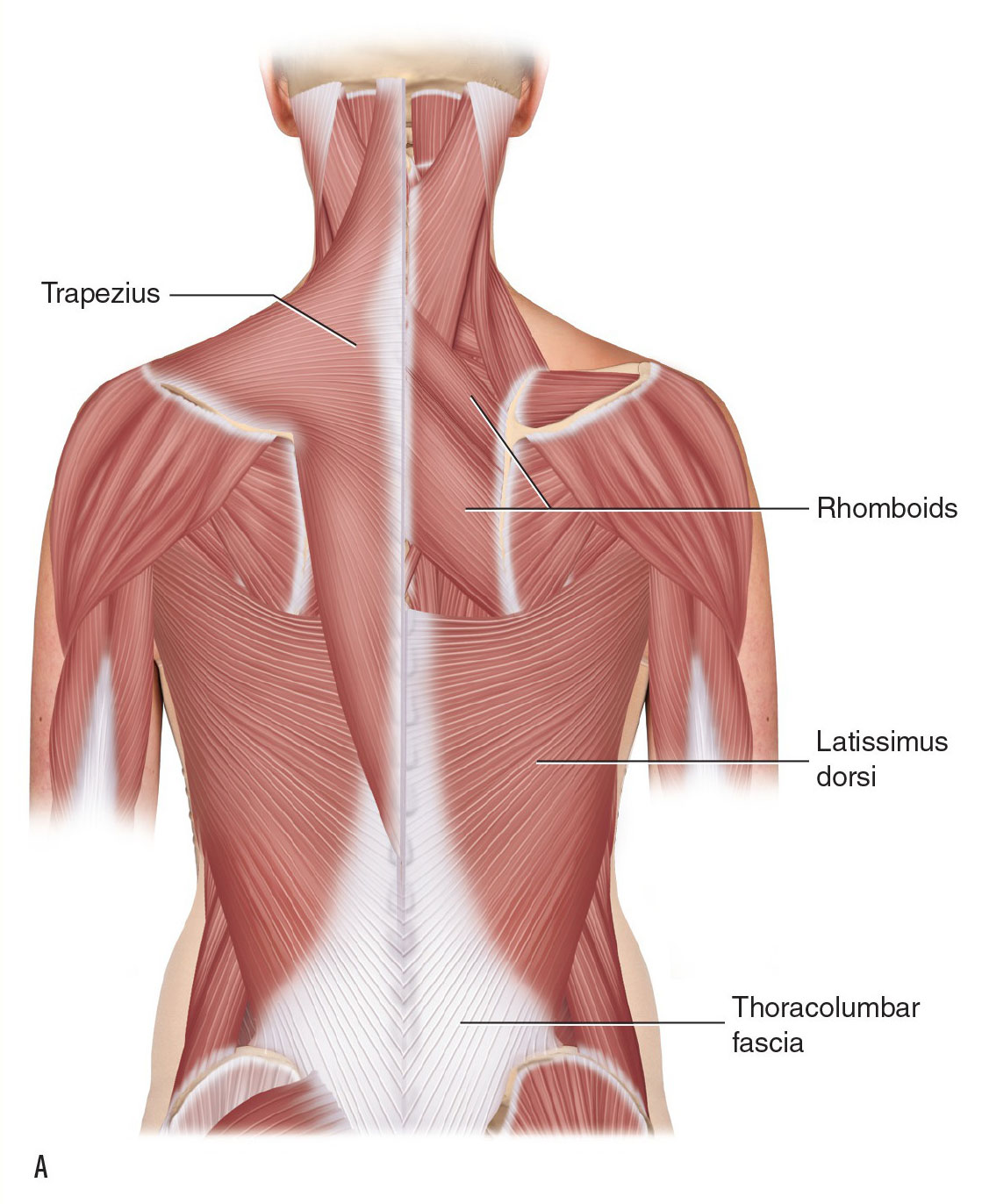 Views of thoracolumbar fascia and abdominal fascia