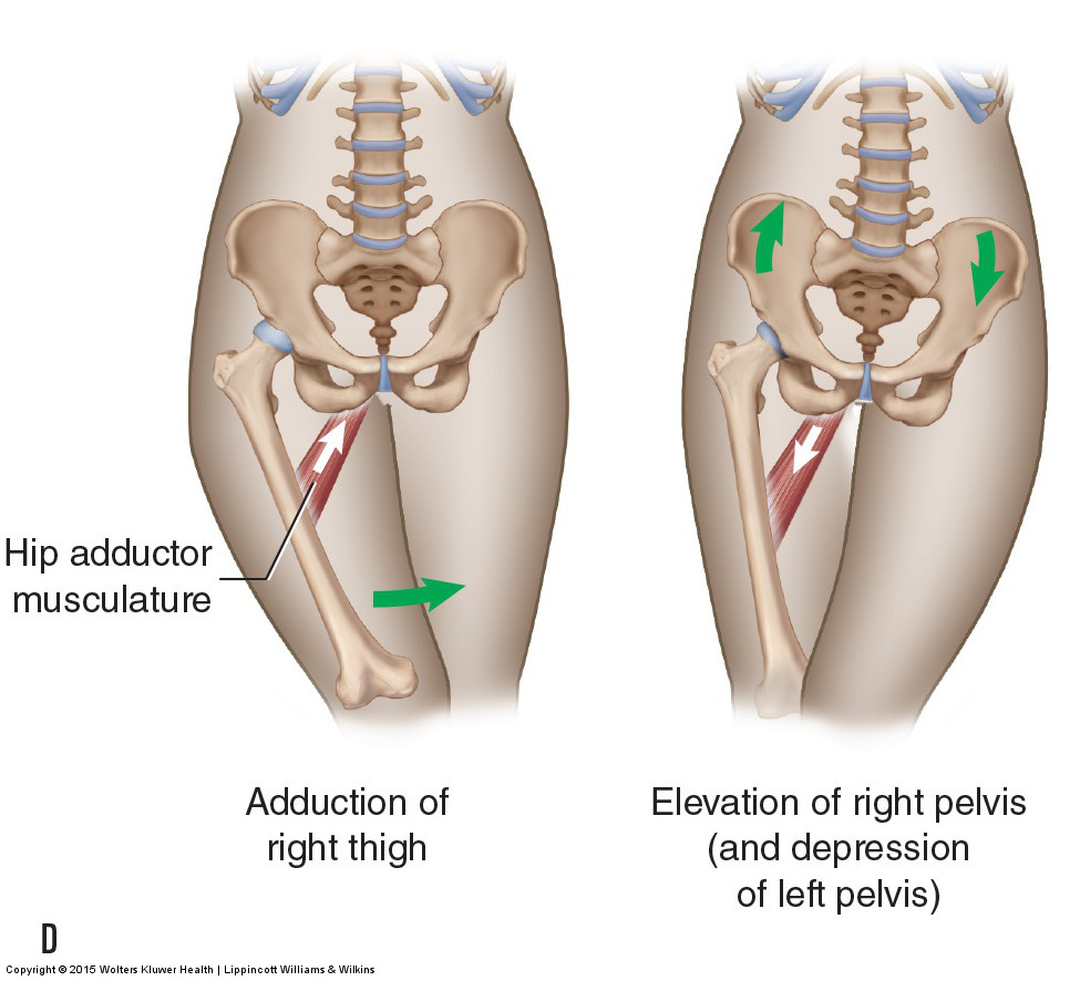 Motions of the Joints of the Pelvis (sacroiliac joints)