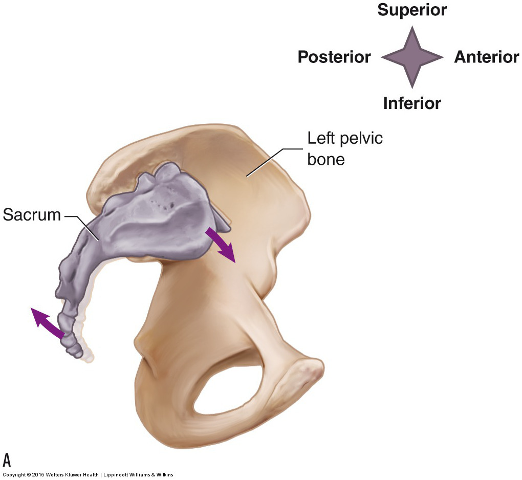 Nutation and counternutation of the sacrum at the sacroiliac joint