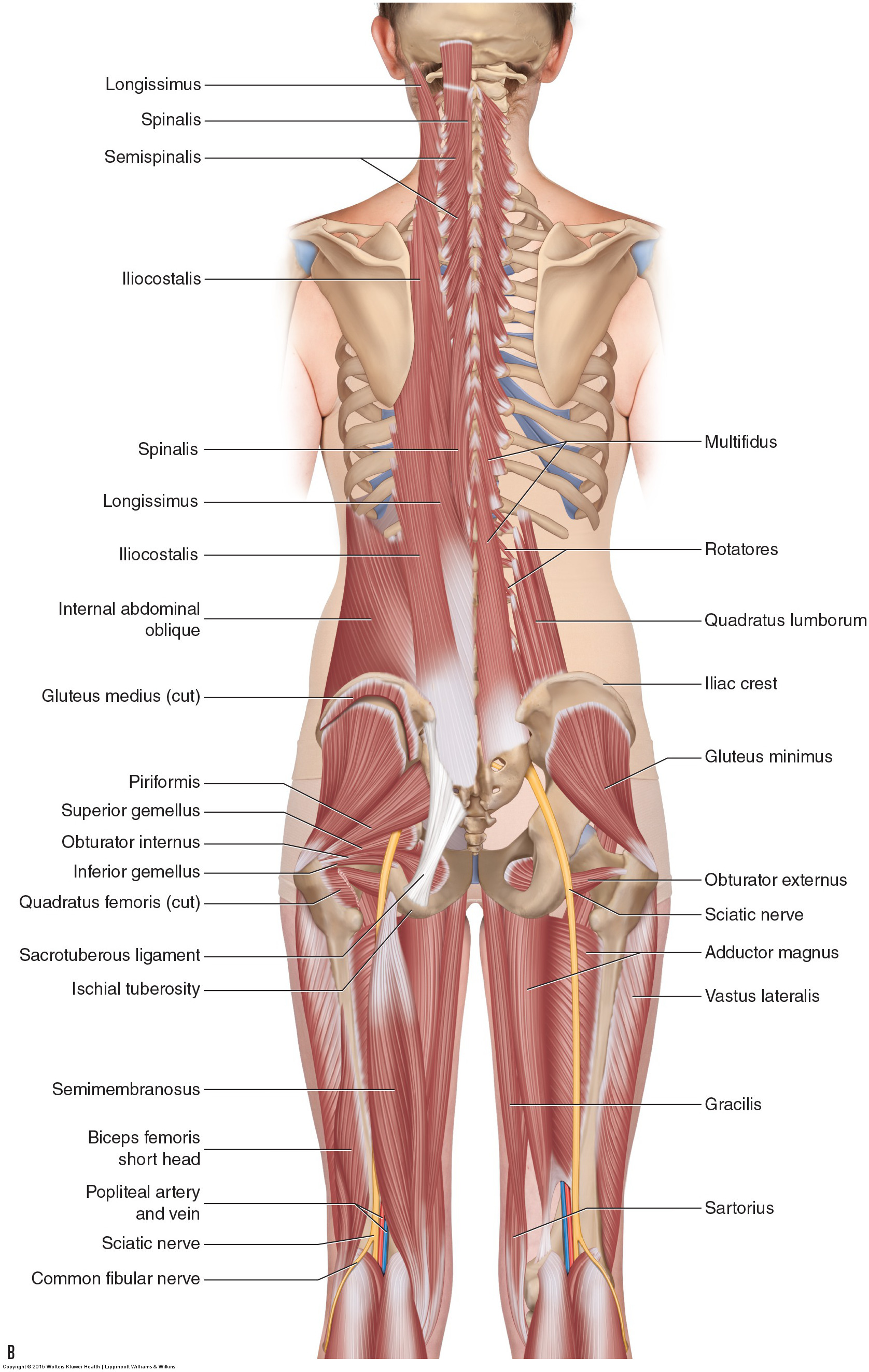 Anatomy of Pelvic Floor and Hip Flexors Poster 