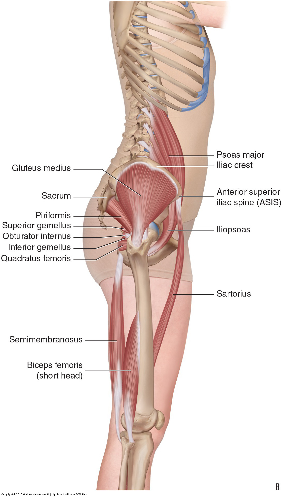 Anatomy Leg Hip Muscles Images - How To Guide And Refrence