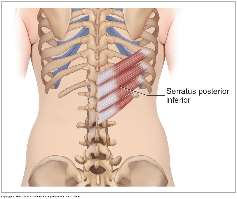 Posterior view of the serratus posterior superior