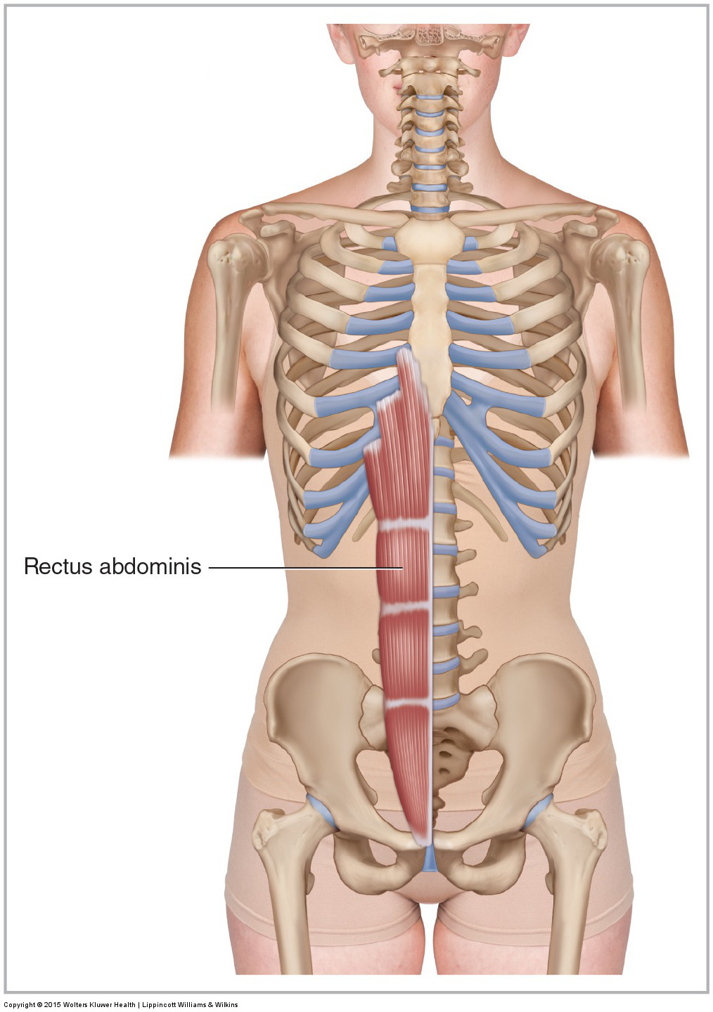 Anterior view of the rectus abdominis