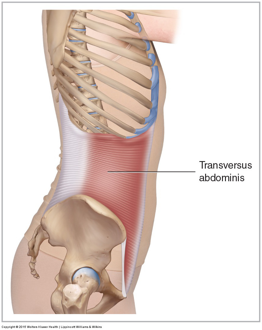 Lateral view of the right transversus abdominis