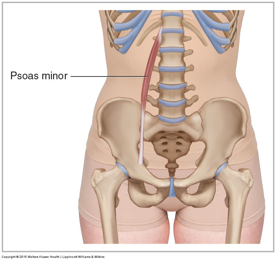 Anterior view of the right psoas minor