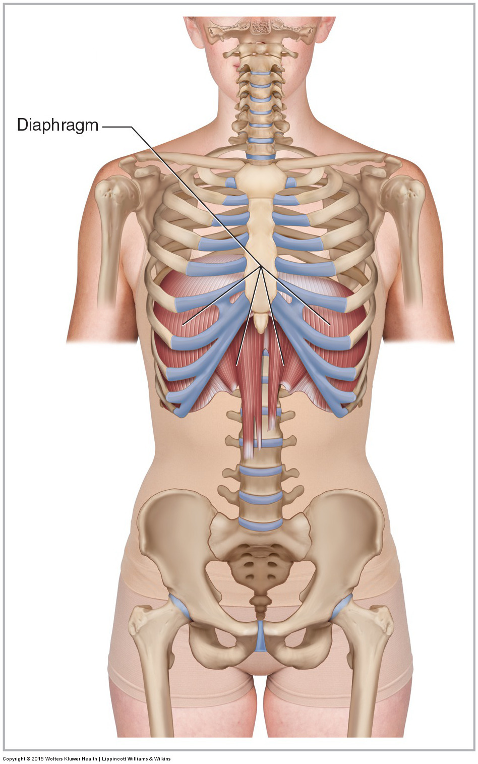 Anterior view of the diaphragm