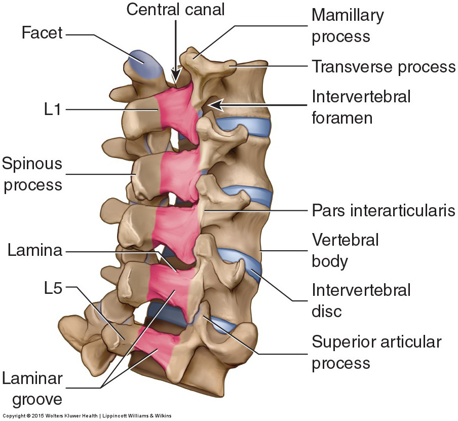 Posterolateral view of the lumbar spine
