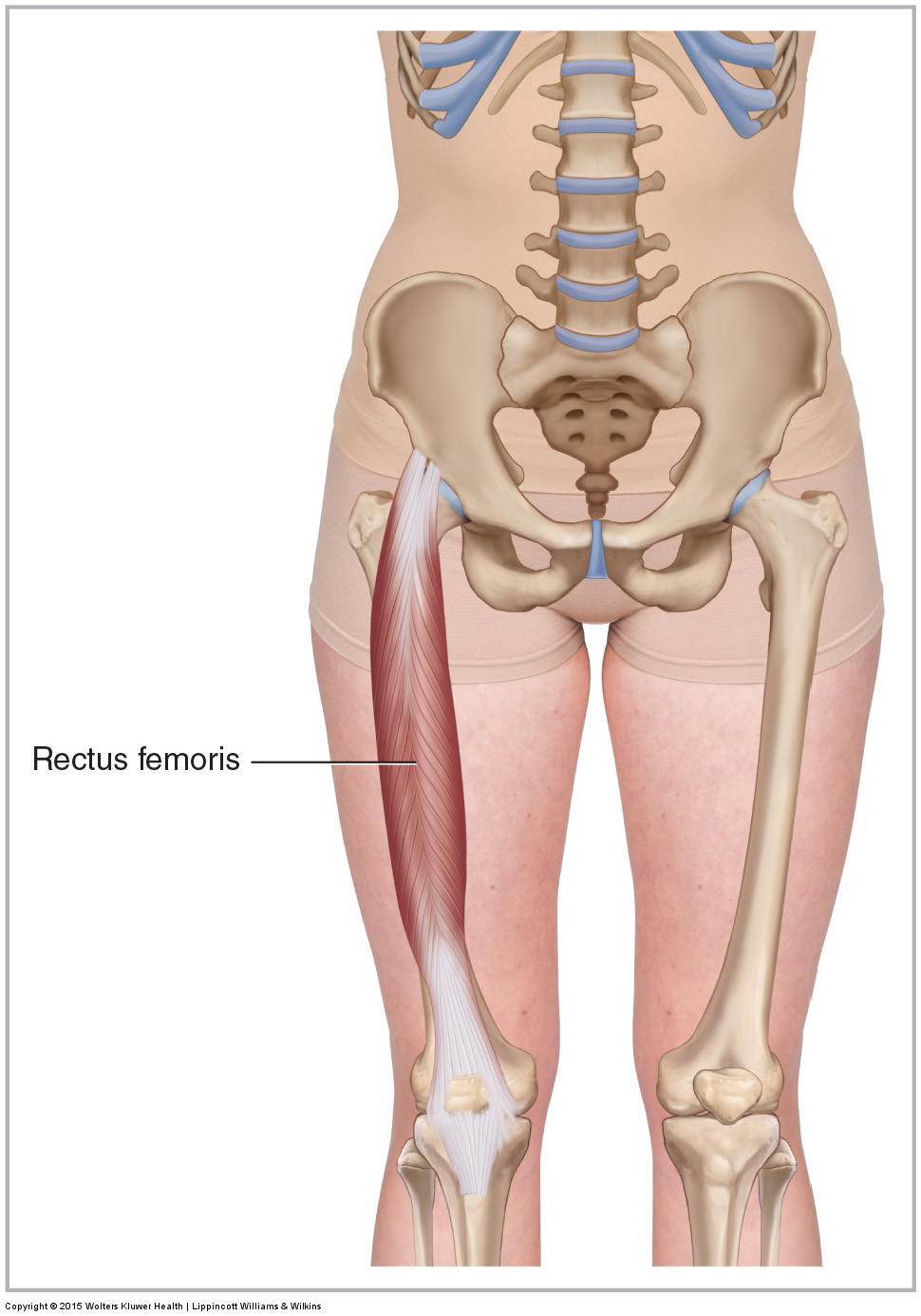 Anterior view of the right rectus femoris of the quadriceps femoris group