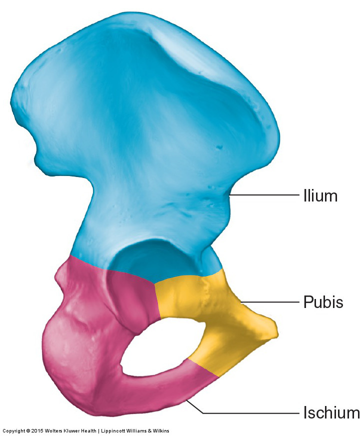 Lateral view of the right pelvic bone