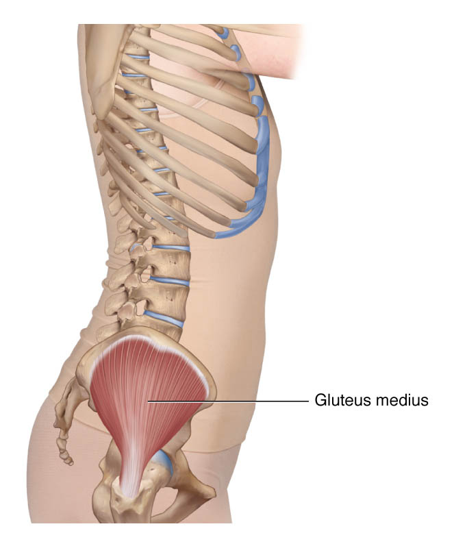 Right lateral view of the gluteus medius