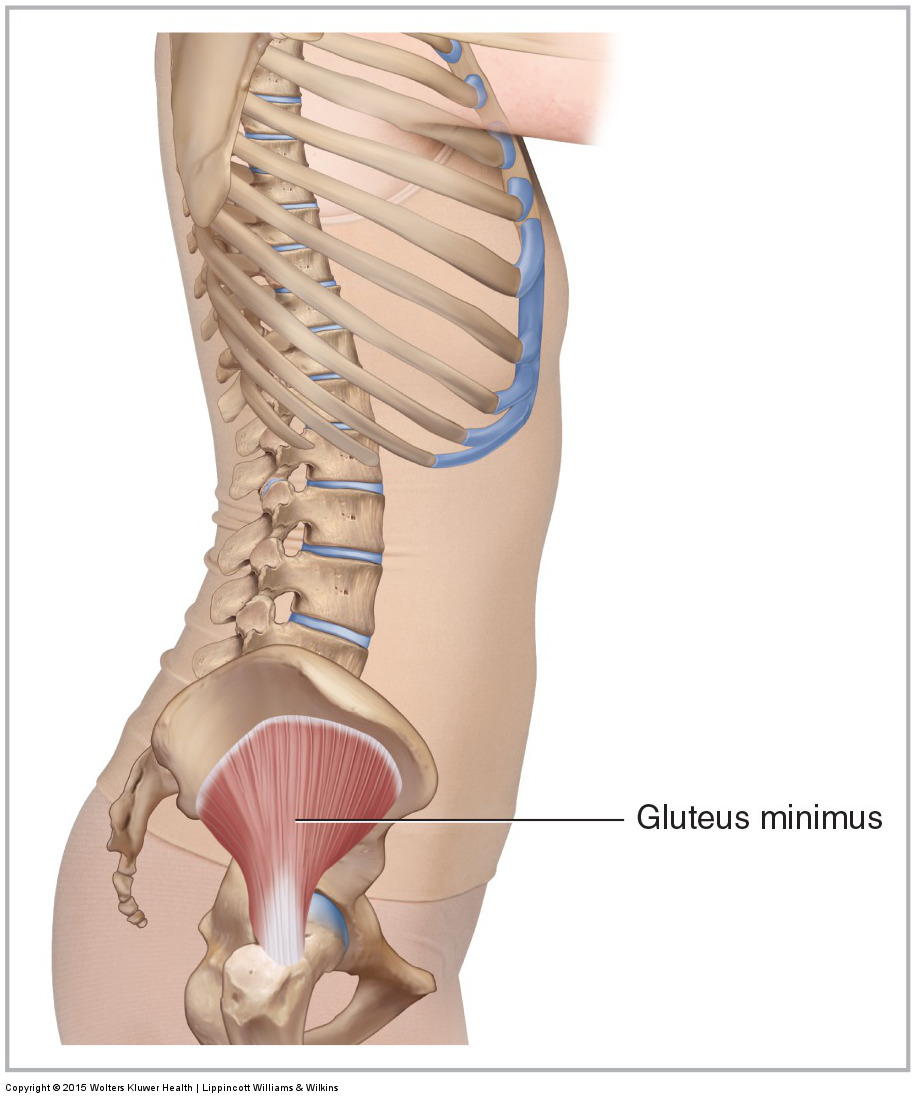Right lateral view of the gluteus minimus