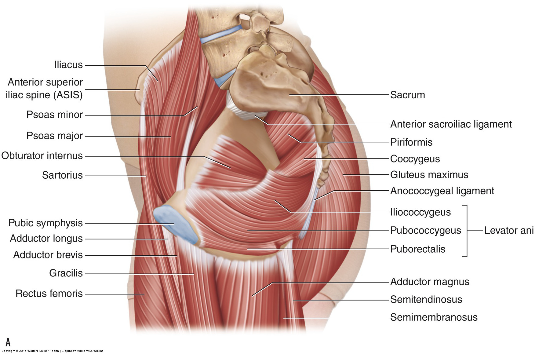Medial and superior views of the muscles of the pelvic floor