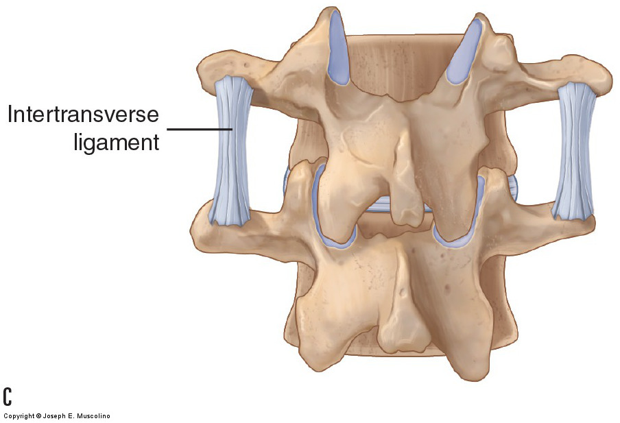 Ligaments of the Lumbar Spine and Pelvis