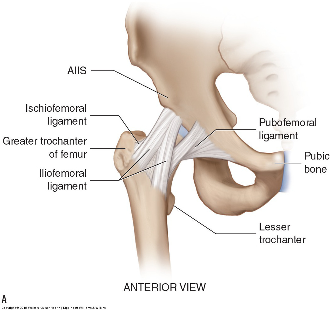 Anterior, posterior, and open-book views of the ligaments of the hip joint