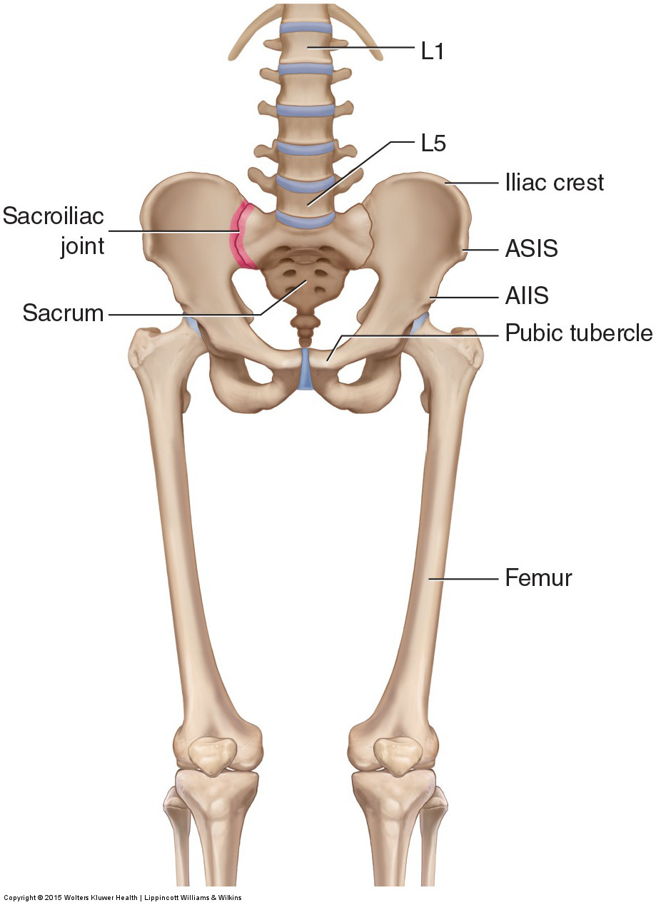 Anterior view of the bony pelvis