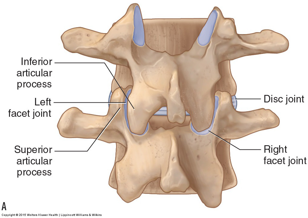 On Vertebrae Inferior Articular Surface On Vertebrae Inferior Articular Surface