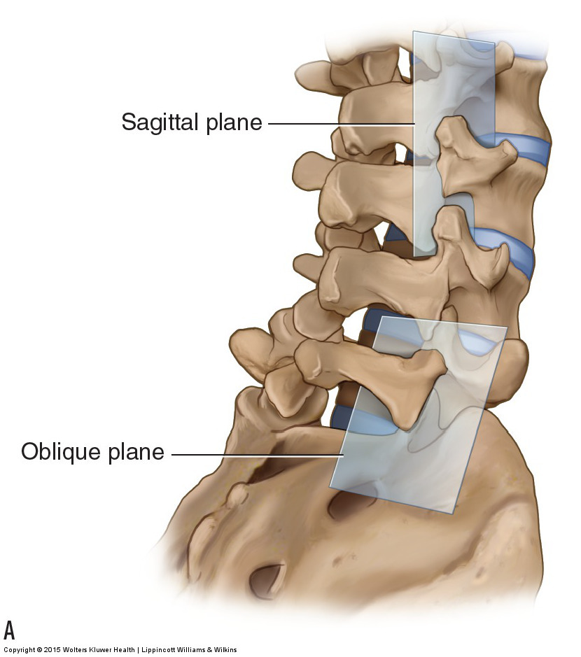 Planes of the facet joints of the lumbar spine