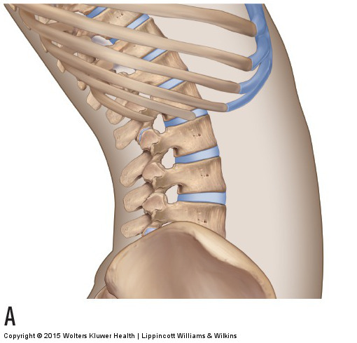 Axial motions of the lumbar spine