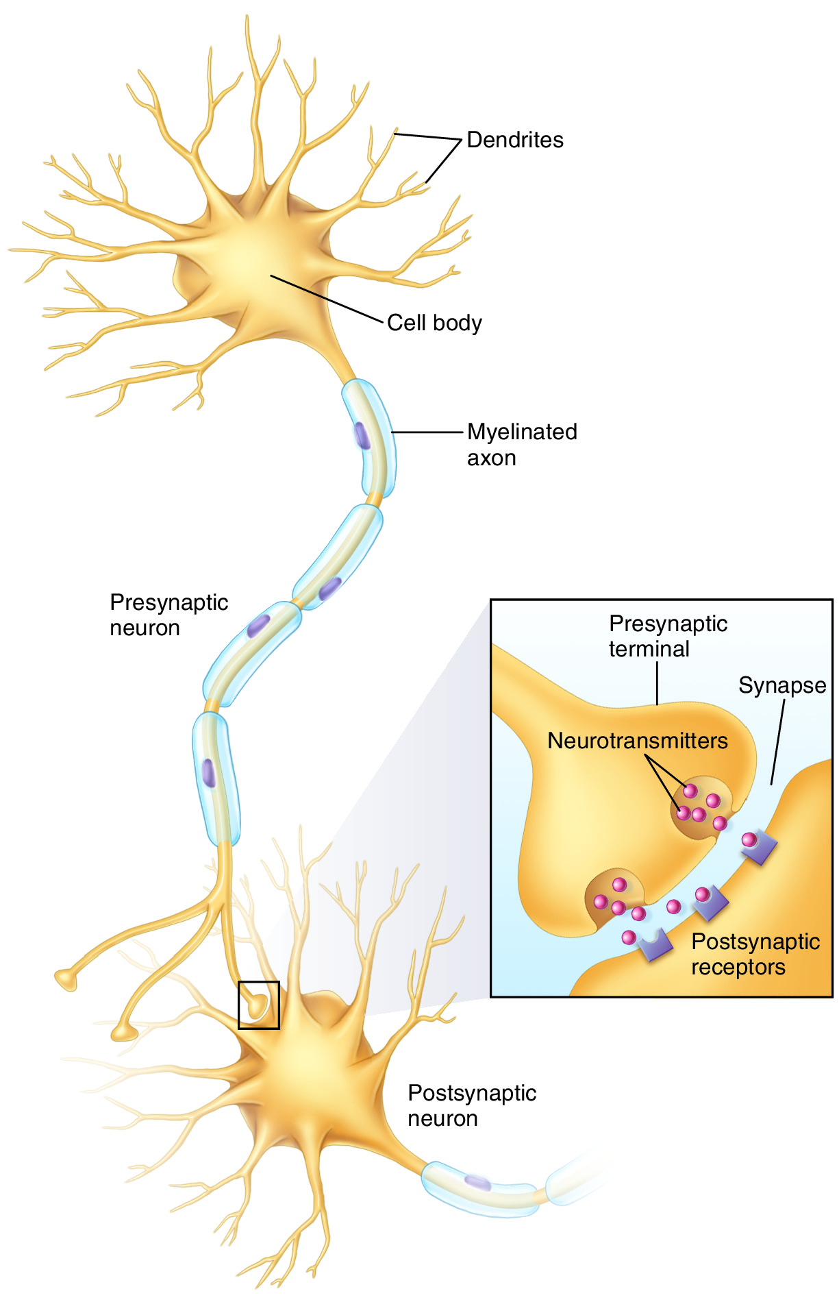 neural plasticity works via firing patterns of presynaptic and postsynaptic neurons