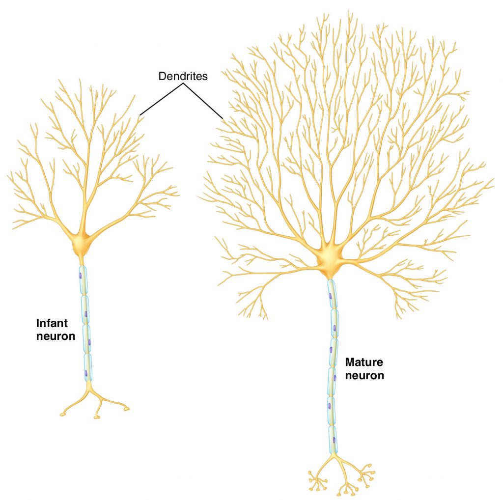 neural plasticity results in learning and a more mature dendritic tree