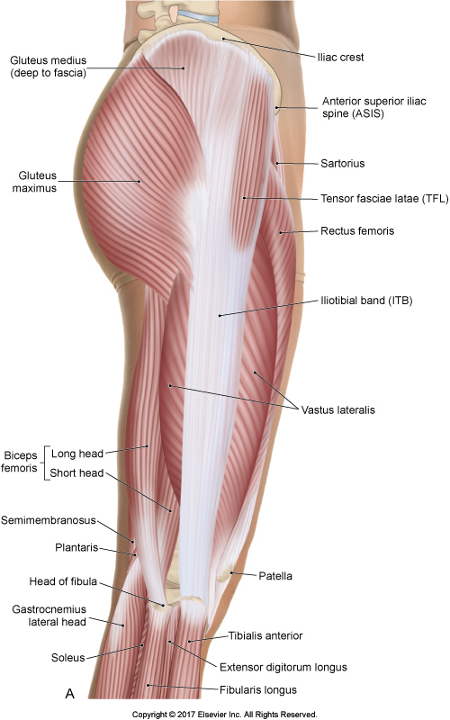 Lateral view of the Iliotibial Band (ITB)