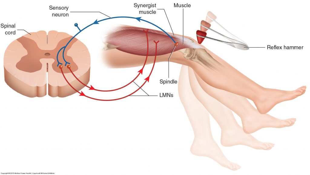 Muscle spindle stretch reflex