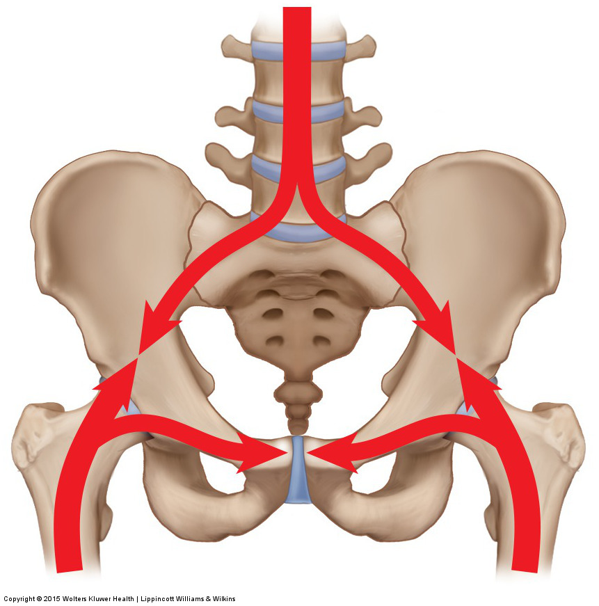 Forces enter the sacroiliac joint from below and above