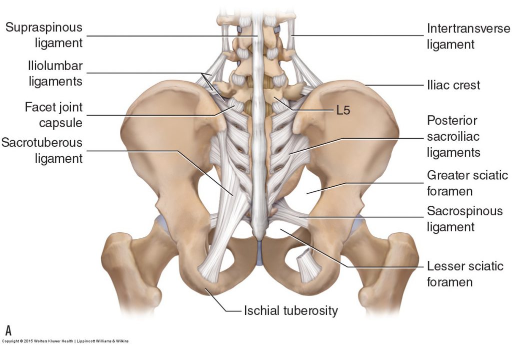 Ligaments of the sacroiliac joint - posterior and anterior views