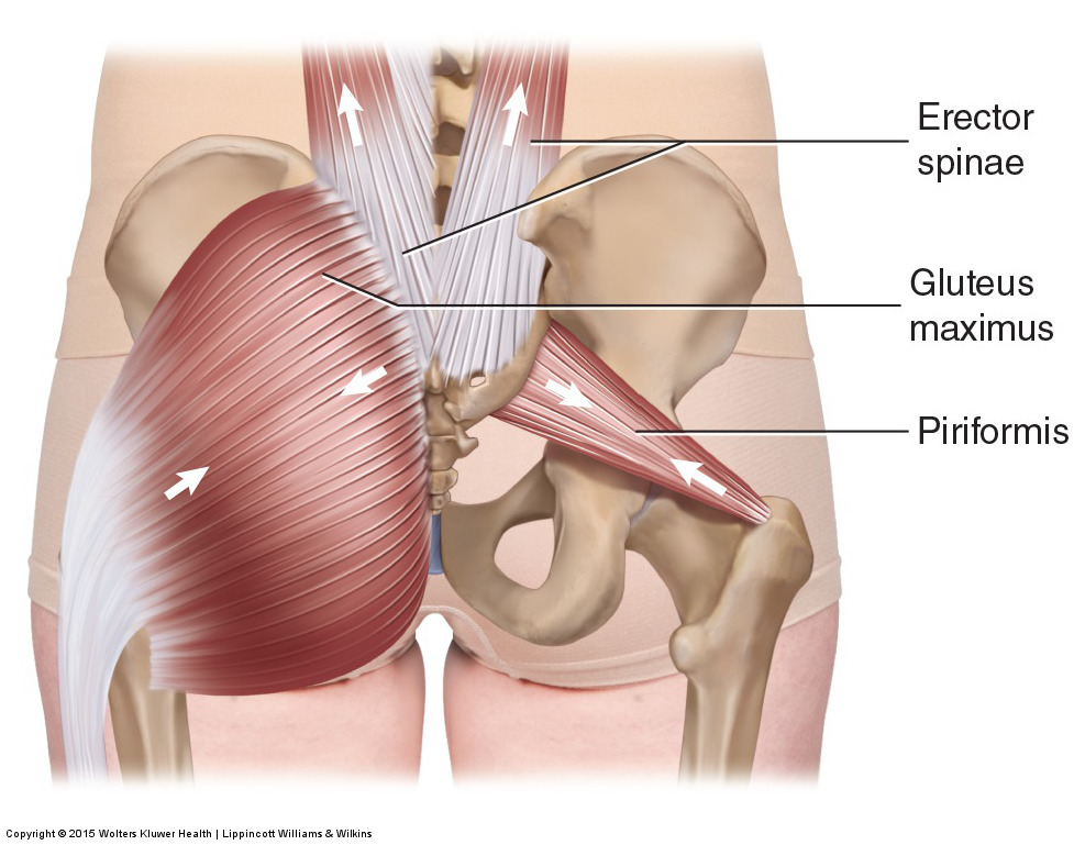 Muscles in the region of the sacroiliac joint often tighten when there is sacroiliac joint injury