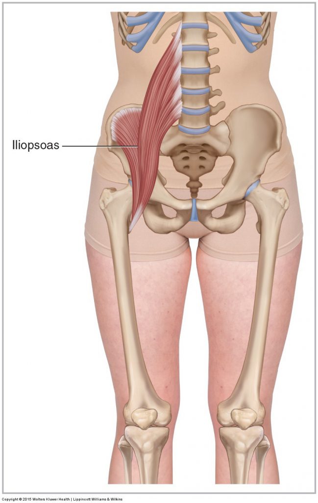 Iliopsoas - Learn Muscles femoral diagram 